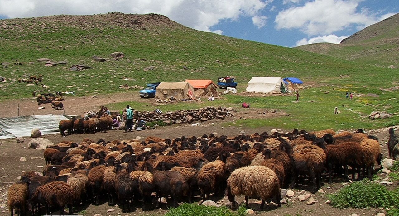  طرح خرید دام های مازاد عشایر در استان کرمان عملیاتی می‌شود