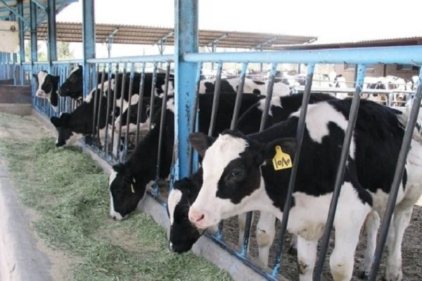 مجوز صادرات ۵۰ تن شیرخشک دامی به سوریه صادر شد