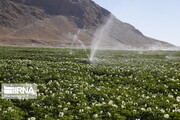 ۲.۶ میلیون هکتار اراضی کشاورزی کشور به سیستم آبیاری نوین مجهز است