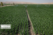 ۲۱۵ هکتار از اراضی کشاورزی قم تحت پوشش سامانه‌های نوین آبیاری قرار گرفت
