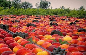 راندمان تولید هلو در باغ‌های خراسان شمالی به ۱۲ تن در هکتار رسید