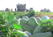 افزون بر ۸ هزار تن محصولات کشاورزی فارس در دو ماه نخست سال صادر شد
