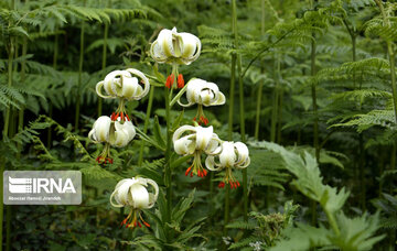 Lilium ledebourii