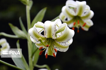 Lilium ledebourii