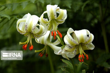 Lilium ledebourii