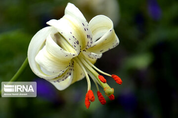 Lilium ledebourii