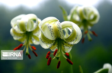 Lilium ledebourii