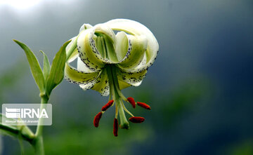 Lilium ledebourii