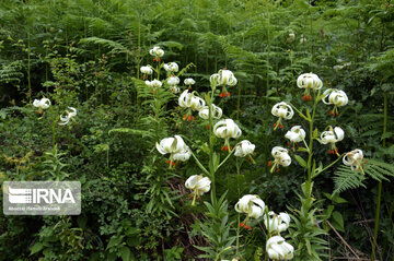 Lilium ledebourii