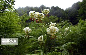 Lilium ledebourii