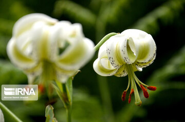 Lilium ledebourii