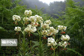 Lilium ledebourii