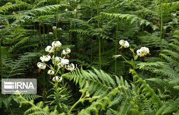 Lilium ledebourii