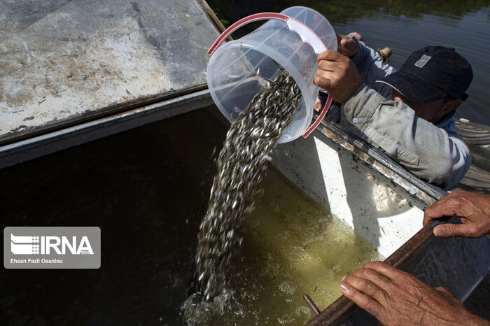 تحقق منویات رهبری با توسعه پرورش ماهی در قفسِ دریایِ مازندران + فیلم