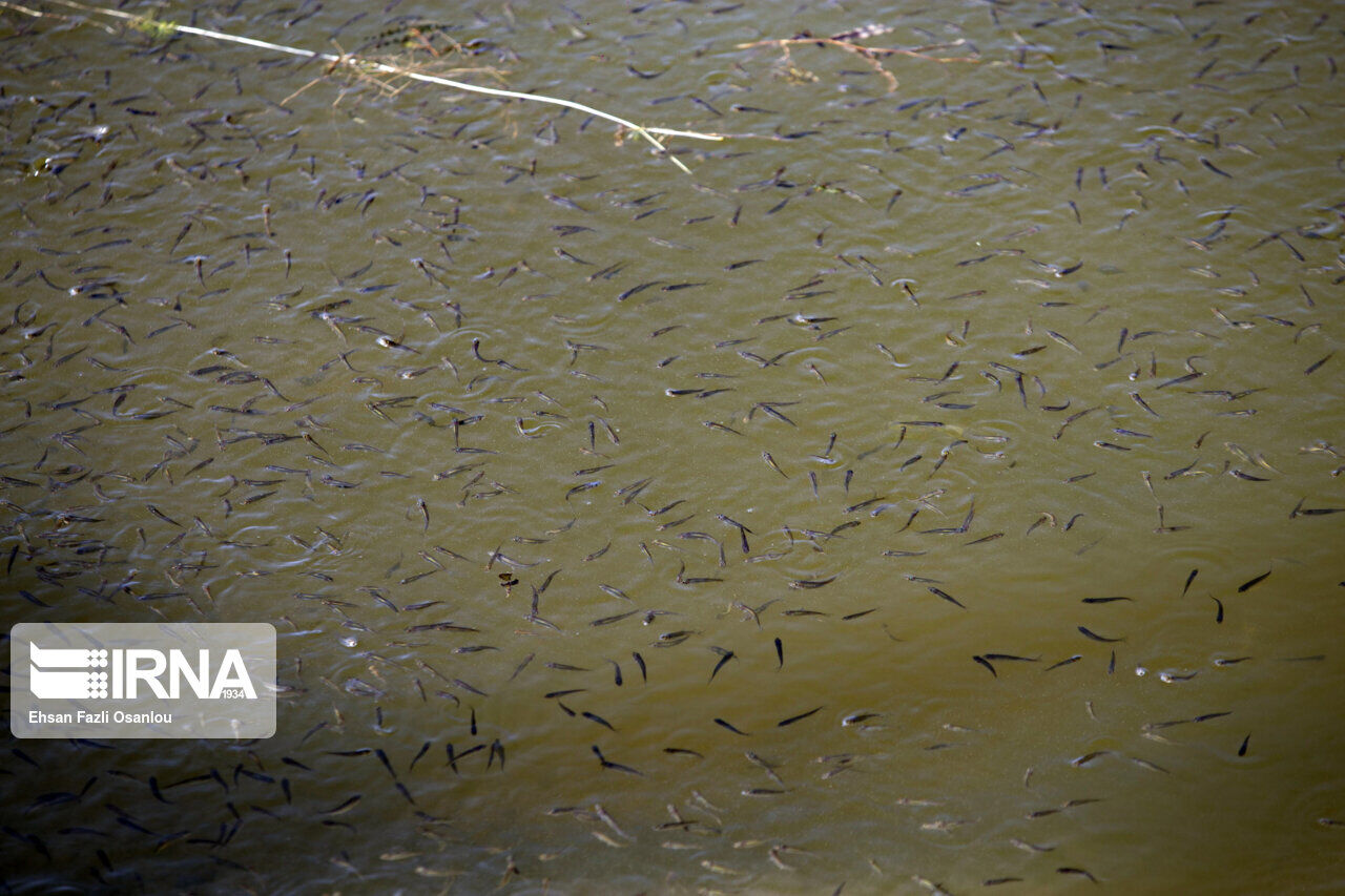 ۴۲۰ هزار قطعه بچه ماهی در آب‌های دز رهاسازی شد
