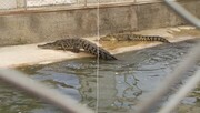 Granja de cría de cocodrilos en Malayer
