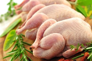 دامپزشکی آذربایجان شرقی: مرغ های بالای ۲ کیلوگرم نخرید