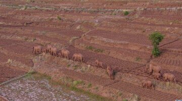 ادامه سفر فیل ها به شمال چین