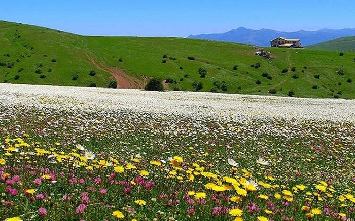 گیاهان دارویی و فرصتهای آن برای اقتصاد استان اردبیل