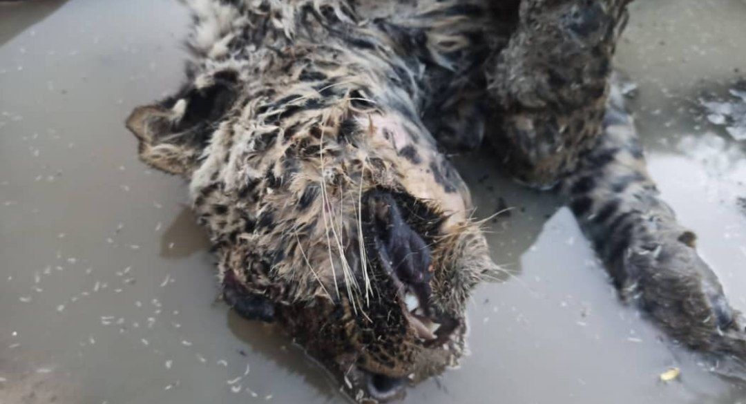 لاشه یک قلاده پلنگ در حوالی پارک ملی ساریگل خراسان شمالی پیدا شد
