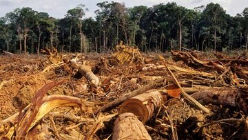 قطع ۲۴ درخت در هر ثانیه در برزیل