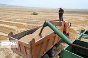 چشم انداز کشاورزی خوزستان تولید ۶ میلیون تُن گندم است