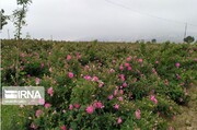 Rosen-Blumengärten in Ardabil