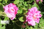 L’implantation de la rose de Damas à Ardabil