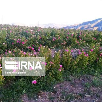 Campos con rosas de Damasco en Ardebil