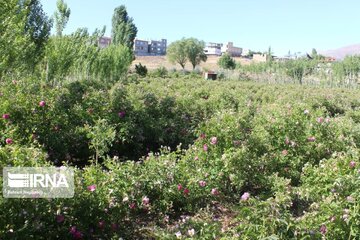 Erdebil'de Isparta gülü tarlaları