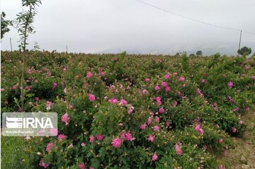 Erdebil'de Isparta gülü tarlaları