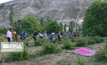 Erdebil'de Isparta gülü tarlaları