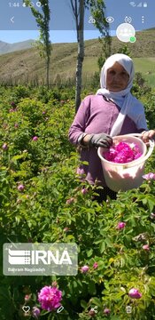 L’implantation de la rose de Damas à Ardabil