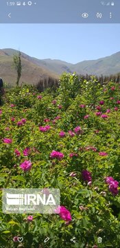 L’implantation de la rose de Damas à Ardabil