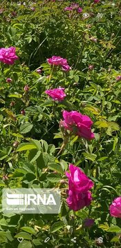 L’implantation de la rose de Damas à Ardabil