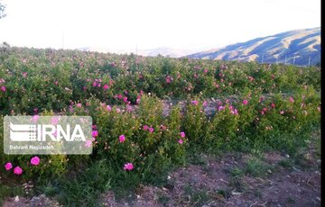 L’implantation de la rose de Damas à Ardabil