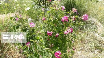 L’implantation de la rose de Damas à Ardabil