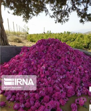 L’implantation de la rose de Damas à Ardabil