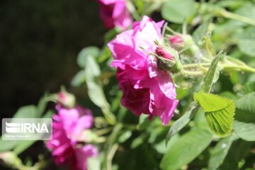 L’implantation de la rose de Damas à Ardabil