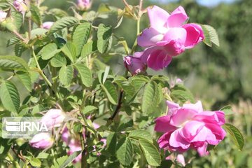 L’implantation de la rose de Damas à Ardabil