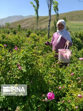 L’implantation de la rose de Damas à Ardabil