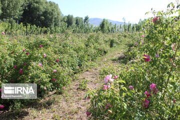 L’implantation de la rose de Damas à Ardabil