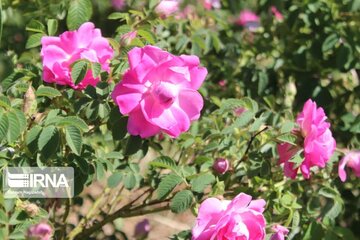 L’implantation de la rose de Damas à Ardabil