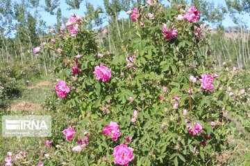 L’implantation de la rose de Damas à Ardabil