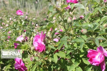 L’implantation de la rose de Damas à Ardabil