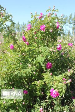 L’implantation de la rose de Damas à Ardabil