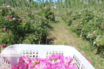 L’implantation de la rose de Damas à Ardabil