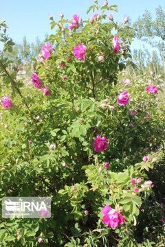 L’implantation de la rose de Damas à Ardabil