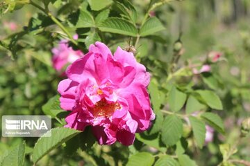 L’implantation de la rose de Damas à Ardabil