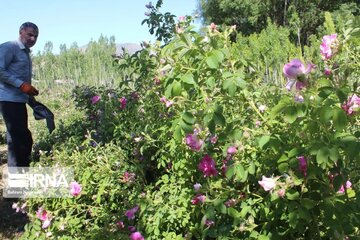 L’implantation de la rose de Damas à Ardabil